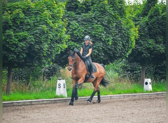 Holstein, Mare, 10 years, 16,2 hh, Brown