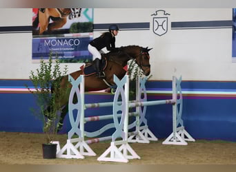 Holstein, Mare, 10 years, 16,2 hh, Brown