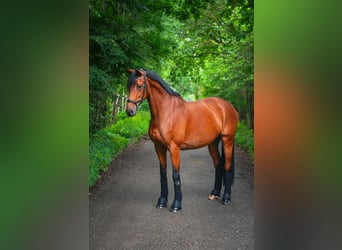 Holstein, Mare, 10 years, 16,2 hh, Brown