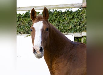 Holstein, Mare, 10 years, 16,2 hh