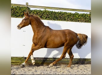 Holstein, Mare, 10 years, 16,2 hh