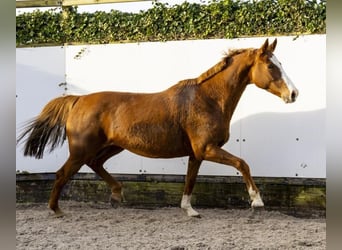 Holstein, Mare, 10 years, 16,2 hh