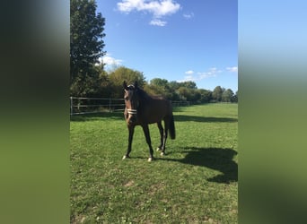 Holstein, Mare, 10 years, 16,3 hh, Brown