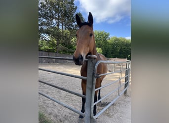 Holstein, Mare, 10 years, 17 hh, Brown