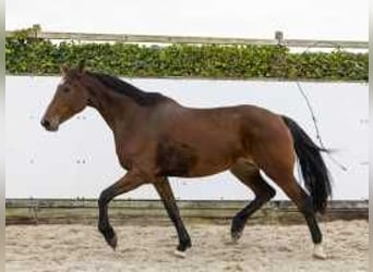 Holstein, Mare, 10 years, 17 hh, Brown