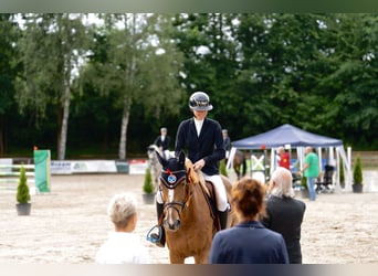 Holstein, Mare, 10 years, 17 hh, Chestnut-Red