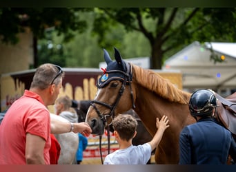 Holstein, Mare, 10 years, 17 hh, Chestnut-Red
