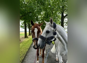 Holstein, Mare, 10 years, 17 hh, Chestnut-Red