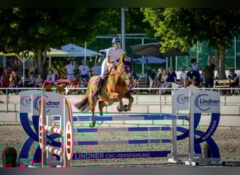 Holstein, Mare, 10 years, 17 hh, Chestnut-Red