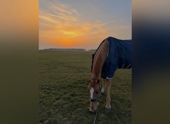 Holstein, Mare, 10 years, 17 hh, Chestnut-Red