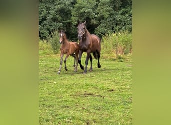 Holstein, Mare, 10 years, 17,2 hh, Smoky-Black