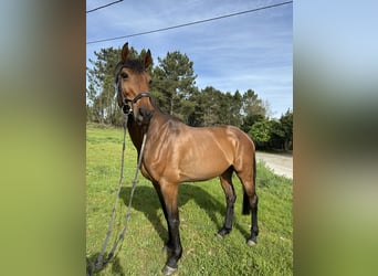 Holstein, Mare, 10 years, Bay-Dark