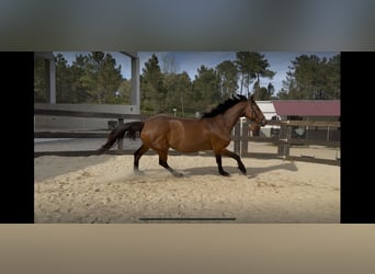 Holstein, Mare, 10 years, Bay-Dark