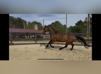 Holstein, Mare, 10 years, Bay-Dark