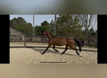 Holstein, Mare, 10 years, Bay-Dark