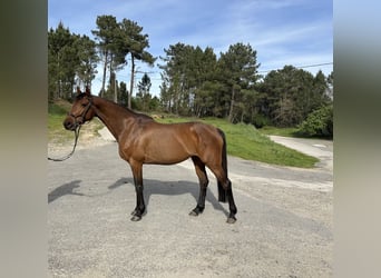 Holstein, Mare, 10 years, Bay-Dark