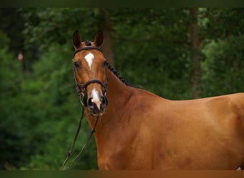 Holstein, Mare, 10 years, Brown