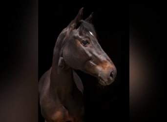 Holstein, Mare, 10 years, Smoky-Black