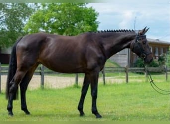 Holstein, Mare, 10 years, Smoky-Black