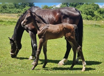 Holstein, Mare, 11 years, 16.1 hh, Bay-Dark