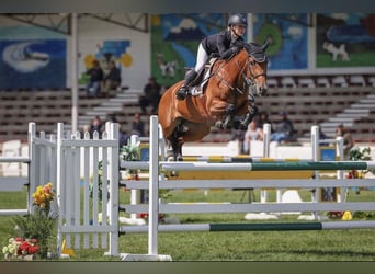 Holstein, Mare, 11 years, 16.1 hh, Brown