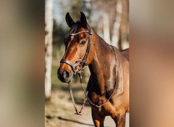 Holstein, Mare, 11 years, 16,1 hh, Brown