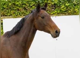 Holstein, Mare, 11 years, 16,1 hh, Brown