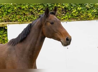 Holsteiner, Stute, 11 Jahre, 16,1 hh, Brauner