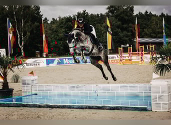 Holstein, Mare, 11 years, 16.1 hh, Grey