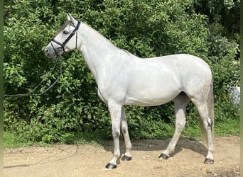 Holstein, Mare, 11 years, 16.1 hh, Grey