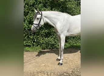Holstein, Mare, 11 years, 16.1 hh, Grey