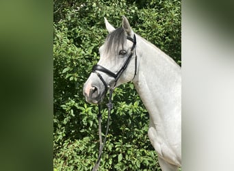Holstein, Mare, 11 years, 16.1 hh, Grey