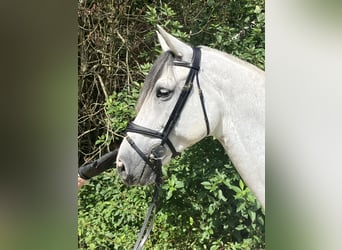 Holstein, Mare, 11 years, 16.1 hh, Grey