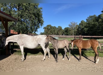 Holstein, Mare, 11 years, 16.2 hh, Gray
