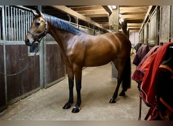 Holstein, Mare, 11 years, 16 hh, Brown