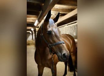 Holstein, Mare, 11 years, 16 hh, Brown
