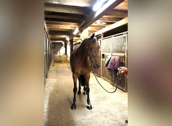 Holstein, Mare, 11 years, 16 hh, Brown