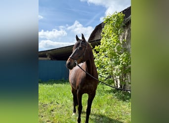 Holstein, Mare, 11 years, 16 hh, Brown
