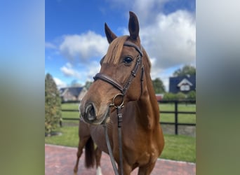Holstein, Mare, 11 years, 16 hh, Chestnut-Red