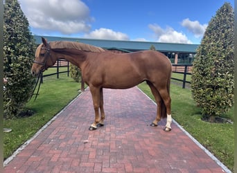 Holstein, Mare, 11 years, 16 hh, Chestnut-Red