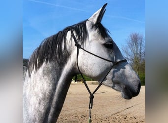 Holstein, Mare, 11 years, 16 hh, Gray
