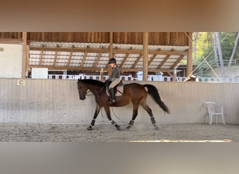 Holstein, Mare, 11 years, 16 hh