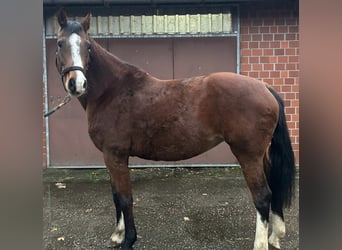 Holstein, Mare, 11 years, 16,1 hh, Brown