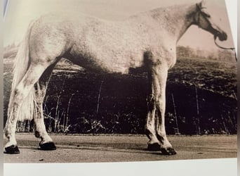 Holstein, Mare, 11 years, 16,1 hh, Chestnut-Red