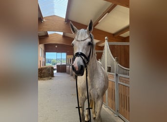 Holstein, Mare, 11 years, 16,1 hh, Grey