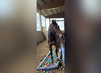 Holstein, Mare, 11 years, 16,2 hh, Bay-Dark