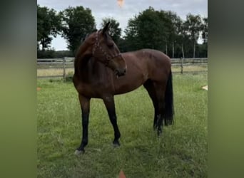 Holstein, Mare, 11 years, 16,2 hh, Brown