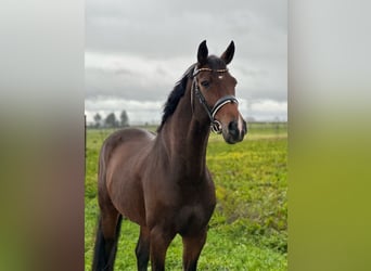 Holstein, Mare, 11 years, 16,2 hh