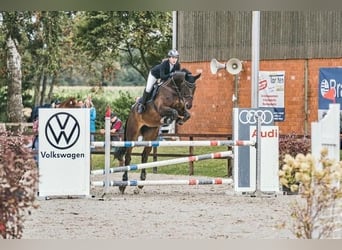 Holstein, Mare, 11 years, 17.1 hh, Bay-Dark