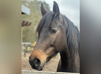 Holstein, Mare, 11 years, Bay-Dark